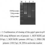Figure 2: Confirmation of cloning of the pgip2 gene in pUCSH1 by PCR using different sets of primers: 1, M2F/M2R2 primers (739 bp); 2, M2F/M2R1 primers (493 bp); 3, 2RB1/2RB2 primers (1002 bp); M, DNA molecular marker.