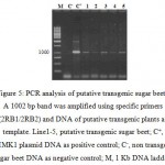Figure 5: PCR analysis of putative transgenic sugar beet .