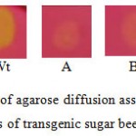 Figure 7: Samples of agarose diffusion assay of crude protein extract from leaves of transgenic sugar beet plants (A and B). Wt, wild type sugar beet.