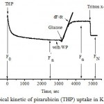 Figure 2: Typical kinetic of pirarubicin (THP) uptake in K562/adr cells.
