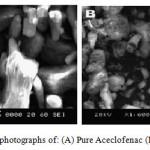 Figure 10: SEM photographs of: (A) Pure Aceclofenac (B) Solid Dispersion.