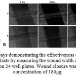 Figure 3: Wounding assays demonstrating the effectiveness of aqueous extracts. (A) Migratory rate of fibroblasts by measuring the wound width as a function of time for L929 cells seeded on 24 well plates. 