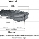 Figure 1: Otolith morphometric viewed on a sagittal otolith in Parastromateus niger.