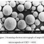Figure 2: Scanning electron micrograph of ampicillin microcapsule at 05KV × 4000.