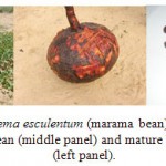Figure 2: A wild patch of Tylosema esculentum (marama bean) with bright yellow flowers (left panel); a root tuber of marama bean (middle panel) and mature brown-coffee marama bean seeds (left panel).