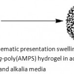 Figure 5: Schematic presentation swelling of poly collagen-g-poly(AMPS) hydrogel in acidic and alkalia media.