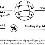 Figure 7: Schematic presentation of poly collagen-g-poly(AMPS) hydrogel employed for encapsulation and release of Acetaminophen drug.