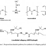 Scheme 1: Proposed mechanistic pathway for synthesis of collagen-g-poly(AMPS) hydroge.