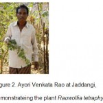 Figure 2: AyoriVenkataRao at Jaddangi, demonstrateing the plant Rauwolfiatetraphylla.
