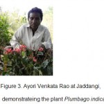 Figure 3: AyoriVenkataRao at Jaddangi, demonstrateing the plant Plumbagoindica.
