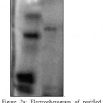 Figure 2A: Electropherogram of purified MCJ lectin on10% polyacrylamide gel at pH 8.6 under non reducing condition.