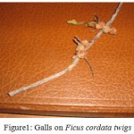 Figure 1: Galls on Ficus cordata twigs.
