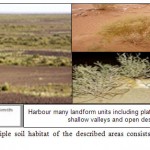 Figure 2: The principle soil habitat of the described areas consists of mixed sand and gravel plain.