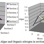 Figure 3: simulation of Algae and Organic nitrogen in sections 1 to 5 at fifteenth day (mg/l)