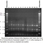 Figure 1: Restriction patterns obtained after digestion with 5units Alu I for amplified 16S rDNA of Acinetobacter baumannii sample # 1 to 13 after running in 2% agarose gel. 100 bp ladder was used as a standard size marker.