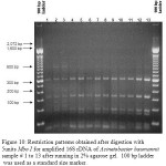 Figure 10: Restriction patterns obtained after digestion with 5units Mbo I for amplified 16S rDNA of Acinetobacter baumannii sample # 1 to 13 after running in 2% agarose gel. 100 bp ladder was used as a standard size marker.