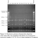 Figure 11: Restriction patterns obtained after digestion with 5units Mbo I for amplified 16S rDNA of Acinetobacter baumannii sample # 14 to 20 after running in 2% agarose gel. 100 bp ladder was used as a standard size marker.