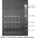 Figure 12: Restriction patterns obtained after digestion with 5units Mbo I for amplified 16S rDNA of Acinetobacter baumannii sample # 21, 22, 24 to 34 after running in 2% agarose gel. 100 bp ladder was used as a standard size marker.