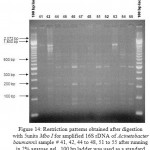 Figure 14: Restriction patterns obtained after digestion with 5units Mbo I for amplified 16S rDNA of Acinetobacter baumannii sample # 41, 42, 44 to 48, 51 to 55 after running in 2% agarose gel. 100 bp ladder was used as a standard size marker.