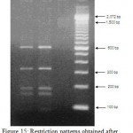 Figure 15: Restriction patterns obtained after digestion with 5units Mbo I for amplified 16S rDNA of Acinetobacter baumannii sample # 56 to 58 after running in 2% agarose gel. 100 bp ladder was used as a standard size marker.