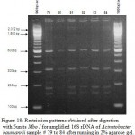 Figure 17: Restriction patterns obtained after digestion with 5units Mbo I for amplified 16S rDNA of Acinetobacter baumannii samples 72 to 78 after running in 2% agarose gel. 100 bp ladder was used as a standard