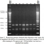 Figure 2: Restriction patterns obtained after digestion with 5units Alu I for amplified 16S rDNA of Acinetobacter baumannii sample # 14 to 20 after running in 2% agarose gel. 100 bp ladder was used as a standard size marker.
