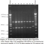 Figure 20: Restriction patterns obtained after digestion with 10units Msp I for amplified 16S rDNA of Acinetobacter baumannii sample # 13 to 20 after running in 2% agarose gel. 100 bp ladder was used as a standard size marker.