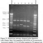 Figure 22: Restriction patterns obtained after digestion with 10units Msp I for amplified 16S rDNA of Acinetobacter baumannii for samples 21, 22, 24 to 34 after running in 2% agarose gel. 100 bp ladder was used as a standard size marker 