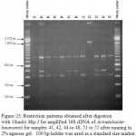 Figure 23: Restriction patterns obtained after digestion with 10units Msp I for amplified 16S rDNA of Acinetobacter baumannii for samples 41, 42, 44 to 48, 51 to 55 after running in 2% agarose gel. 100 bp ladder was used as a standard size marker