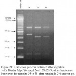 Figure 24: Restriction patterns obtained after digestion with 10units Msp I for amplified 16S rDNA of Acinetobacter baumannii for samples 56 to 58 after running in 2% agarose gel. 100 bp ladder was used as a standard size marker.