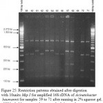 Figure 25: Restriction patterns obtained after digestion with 10units Msp I for amplified 16S rDNA of Acinetobacter baumannii for samples 59 to 71 after running in 2% agarose gel. 100 bp ladder was used as a standard size marker.