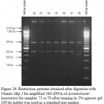 Figure 26: Restriction patterns obtained after digestion with 10units Msp I for amplified 16S rDNA of Acinetobacter baumannii for samples 72 to 78 after running in 2% agarose gel. 100 bp ladder was used as a standard size marker.