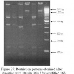 Figure 27: Restriction patterns obtained after digestion with 10units Msp I for amplified 16S rDNA of Acinetobacter baumannii for samples 79 to 84 after running in 2% agarose gel. 100 bp ladder was used as a standard size marker.