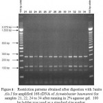 Figure 3:Restriction patterns obtained after digestion with 5units Alu I for amplified 16S rDNA of Acinetobacter baumannii for samples 21, 22, 24 to 34 after running in 2% agarose gel. 100 bp ladder was used as a standard size marker.