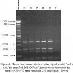 Figure 4: Restriction patterns obtained after digestion with 5units Alu I for amplified 16S rDNA of Acinetobacter baumannii for sample # 35 to 40 after running in 2% agarose gel. 100 bp ladder was used as a standard size ma