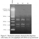 Figure 6: Restriction patterns obtained after digestion with 5units Alu I for amplified 16S rDNA of Acinetobacter baumannii sample # 56 to 58 after running in 2% agarose gel. 100 bp ladder was used as a standard size marker.