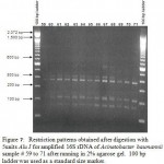 Figure 7: Restriction patterns obtained after digestion with 5units Alu I for amplified 16S rDNA of Acinetobacter baumannii sample # 59 to 71 after running in 2% agarose gel. 100 bp ladder was used as a standard size marker.