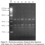 Figure 9: Restriction patterns obtained after digestion with 5units Alu I for amplified 16S rDNA of Acinetobacter baumannii sample # 79 to 84 after running in 2% agarose gel. 100 bp ladder was used as a standard size marker