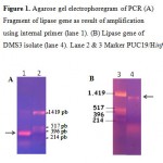 Figure 1: Agarose gel electrophoregram of PCR (A) Fragment of lipase gene as result of amplification using internal primer (lane 1). (B) Lipase gene of DMS3 isolate (lane 4). Lane 2 & 3 Marker PUC19/Hinf  I.