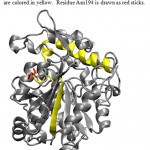 Figure 2: 3D Structure of Lipase ITB3.1. b-6 and a-6 are colored in yellow.  Residue Asn194 is drawn as red sticks.