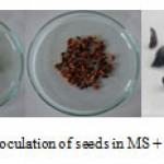 Figure 1, 2, 3: Inoculation of seeds in MS + GA3.