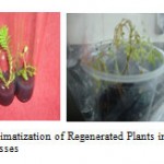 Figure 6: Acclimatization of Regenerated Plants in Disposal Plastic Glasses.
