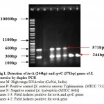 Figure 1: Detection of invA (244bp) and spvC (571bp) genes of S. enterica by duplex PCR.