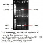 Figure 2: Detection of pefA (700bp) and sefC (1103bp) genes of S. enterica by duplex PCR.