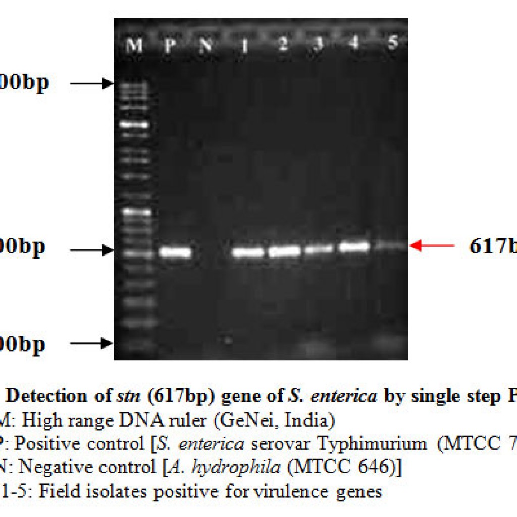 Molecular Screening of Virulence Genes from Salmonella enterica ...