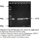 Figure 3: Detection of stn (617bp) gene of S. enterica by single step PCR