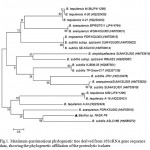 Figure 1: Maximum-parsimonious phylogenetic tree derived from 16S rRNA gene sequence data, showing the phylogenetic affiliation of the proteolytic isolates.