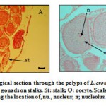 Figure 7 Histological section through the polyps of L.crombosa (A) showing female gonads on stalks. St: stalk; O: oocyte.