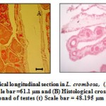 Figure 8 Histological longitudinal section in L. crombosa, (A) showing ovaries (O) Scale bar =61.1 µm and (B) Histological cross-section showing a male gonad of testes (t) Scale bar = 48.195 µm.