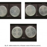 Figure B : Antibacterial activity of benzene extract of Gmelina asiatica L.